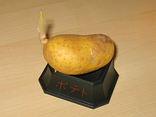 potato?